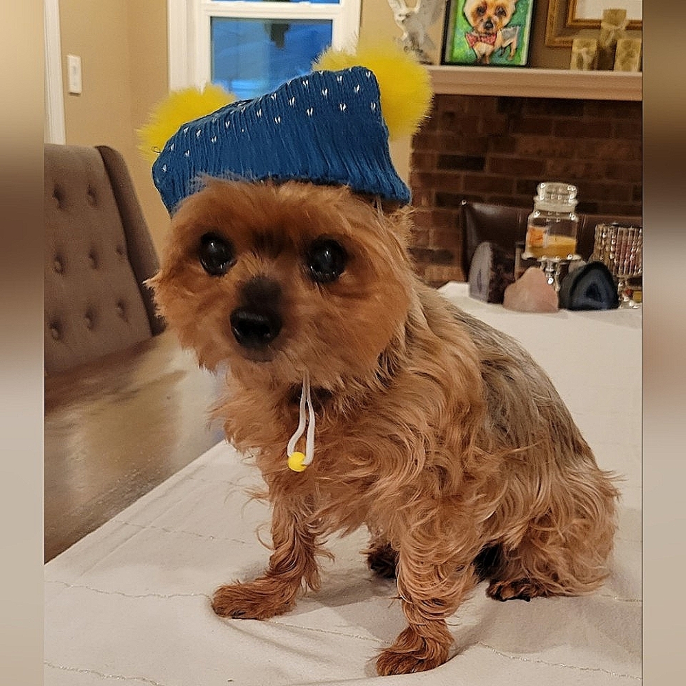💙Host Pick!💙 Matching Dog and Human Beanie Hats